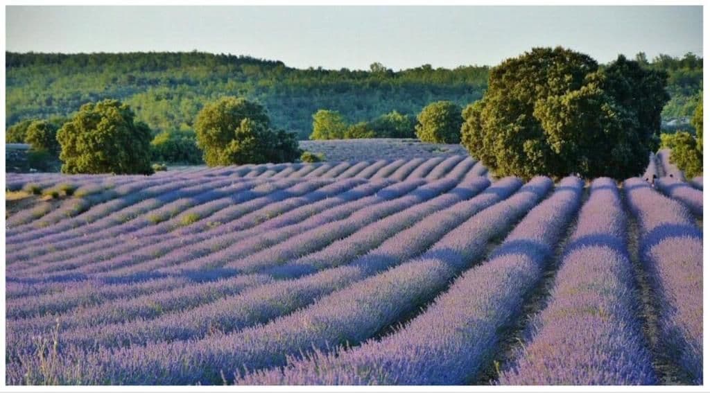 Brihuega al Paso — Paseos a caballo por La Alcarría y los campos de lavanda